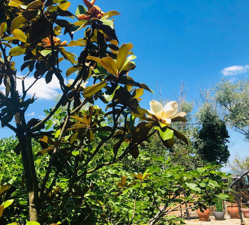 Bella Garden Villa Balatonszarszo Dış mekan fotoğraf